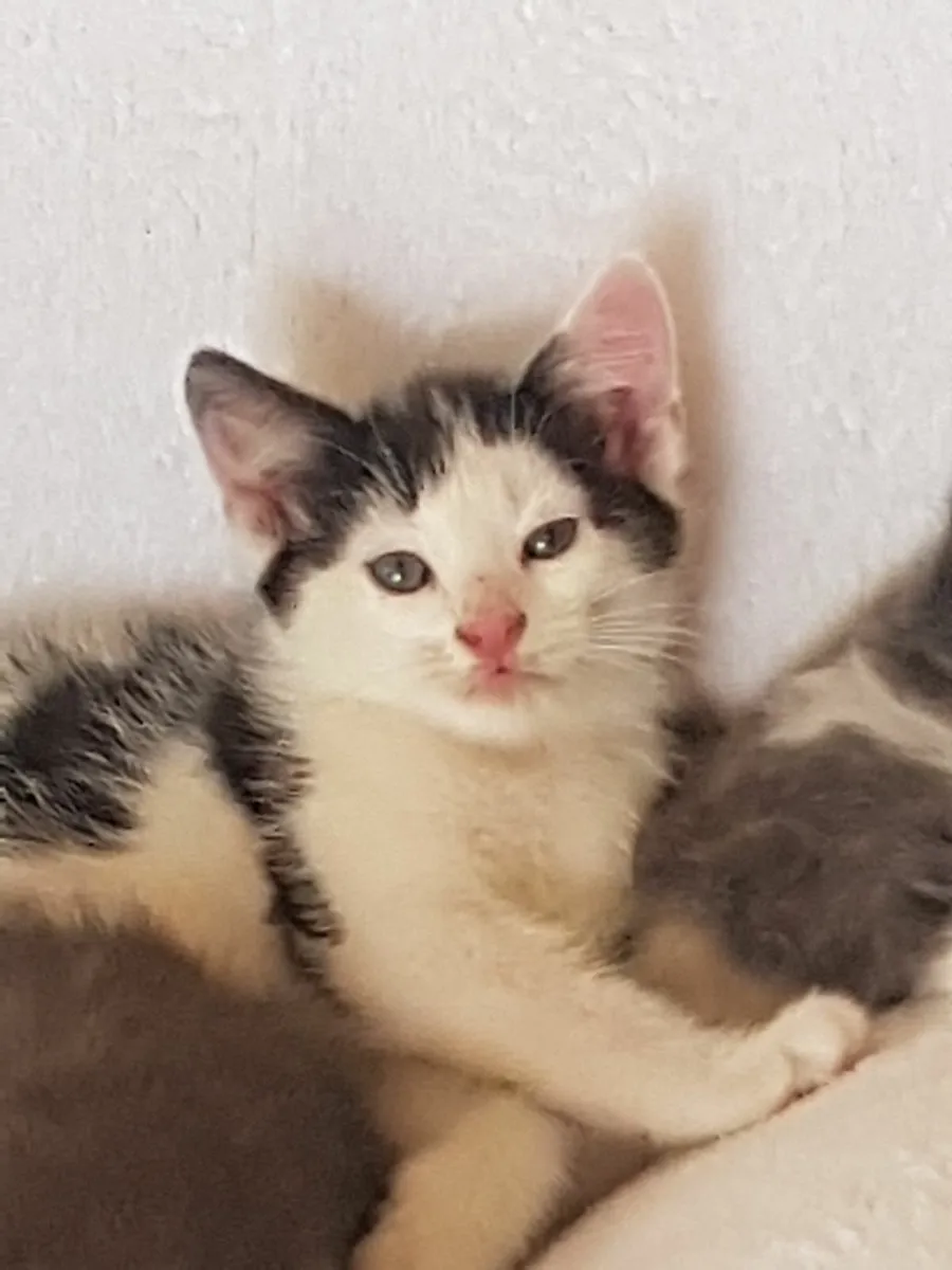 Kittens - Image 4