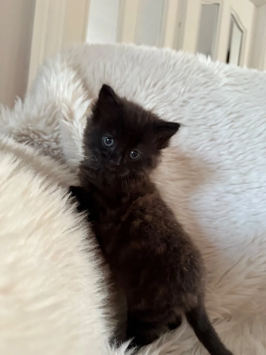 Kittens - Image 1