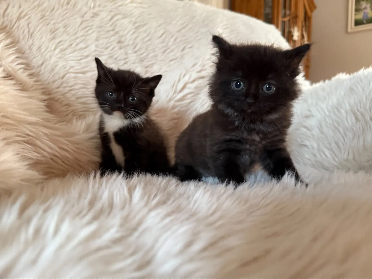 Kittens - Image 2