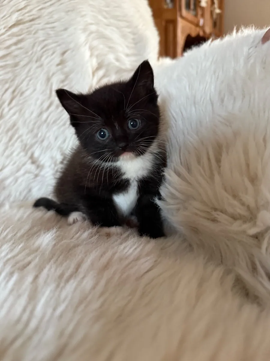 Kittens - Image 3