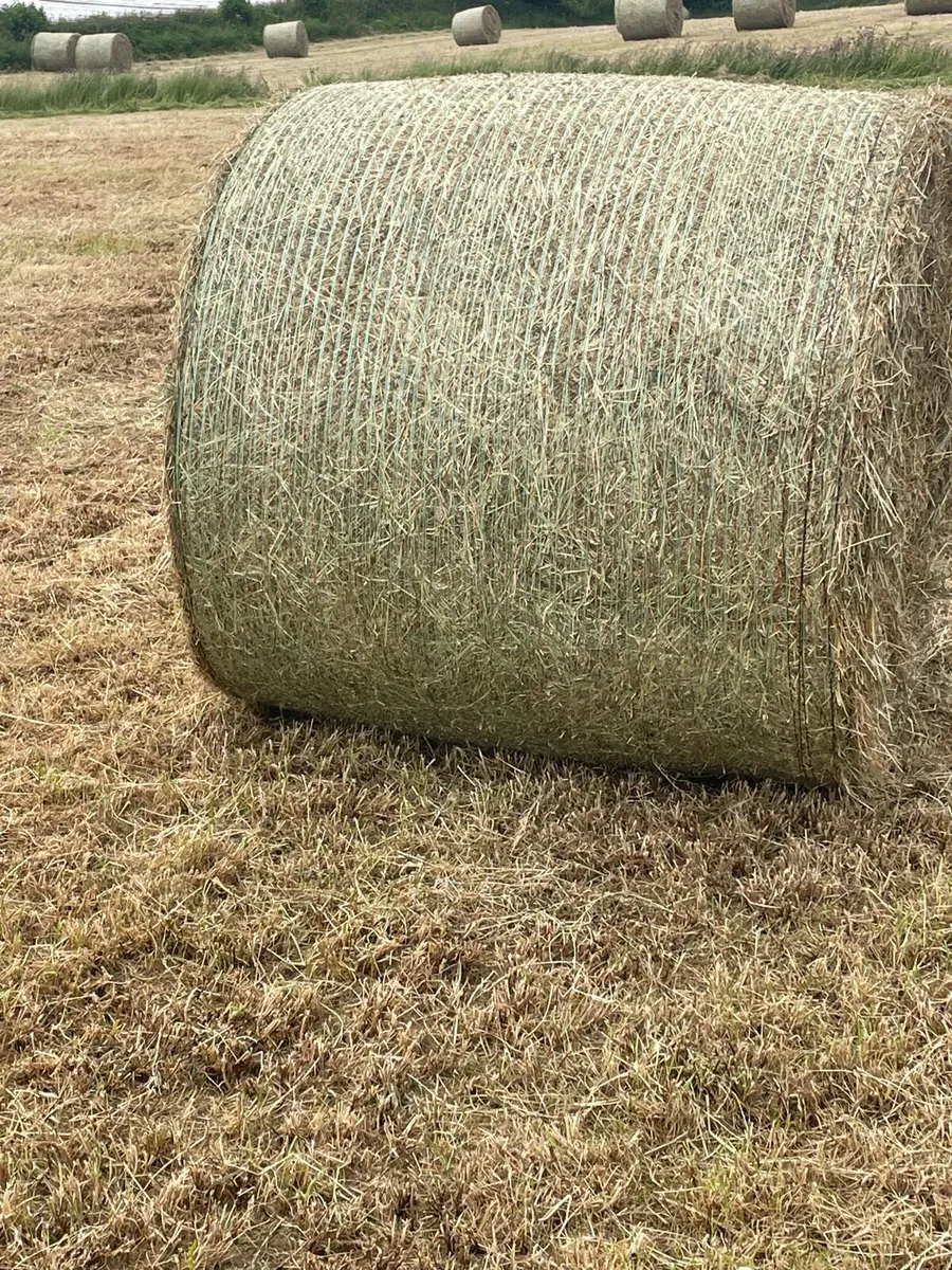 Top quality round bales of hay - Image 1