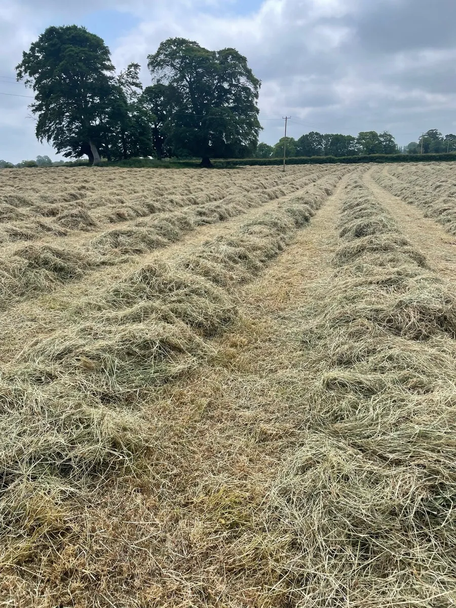 Top quality round bales of hay - Image 2
