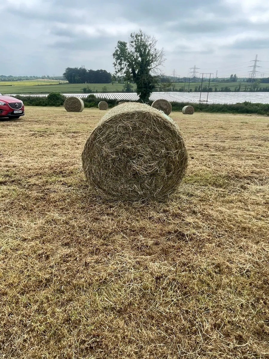 Top quality round bales of hay - Image 3