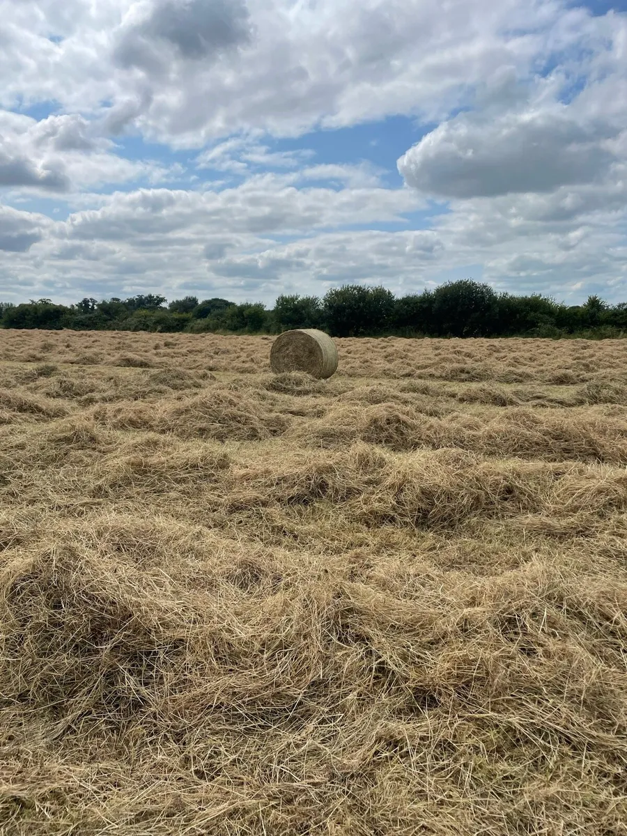 Top quality round bales of hay - Image 4