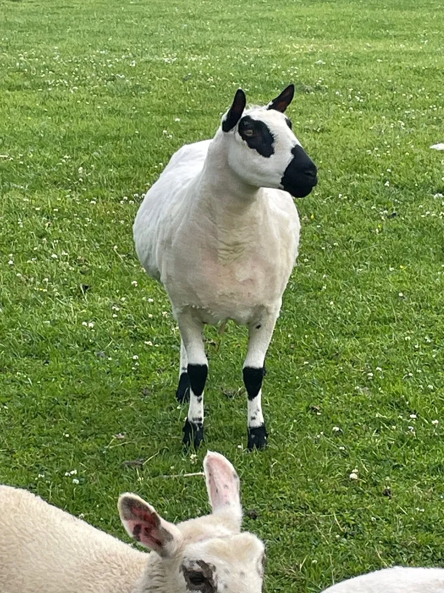 Kerry Hill Sheep - Image 2