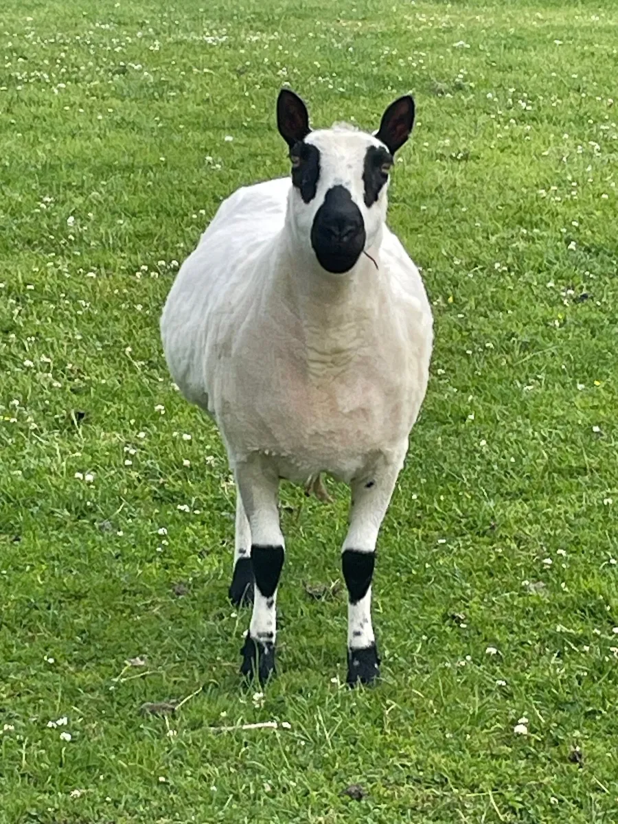 Kerry Hill Sheep - Image 3