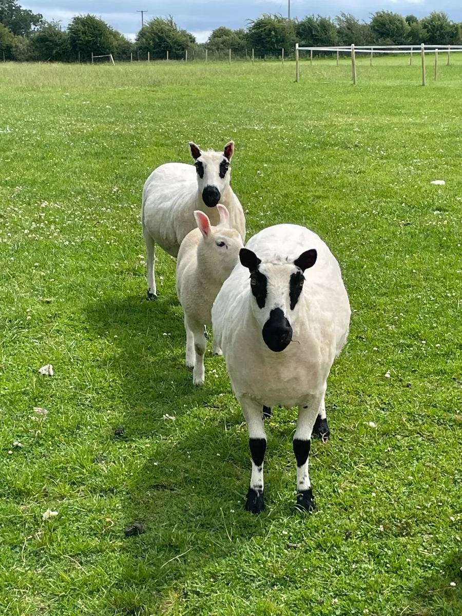 Kerry Hill Sheep - Image 1