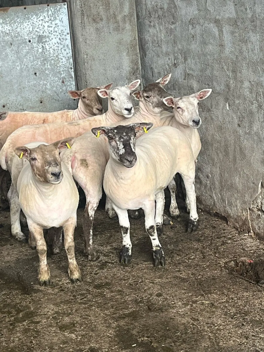💥show quality Hoggets Roscommon mart today 💥 - Image 1