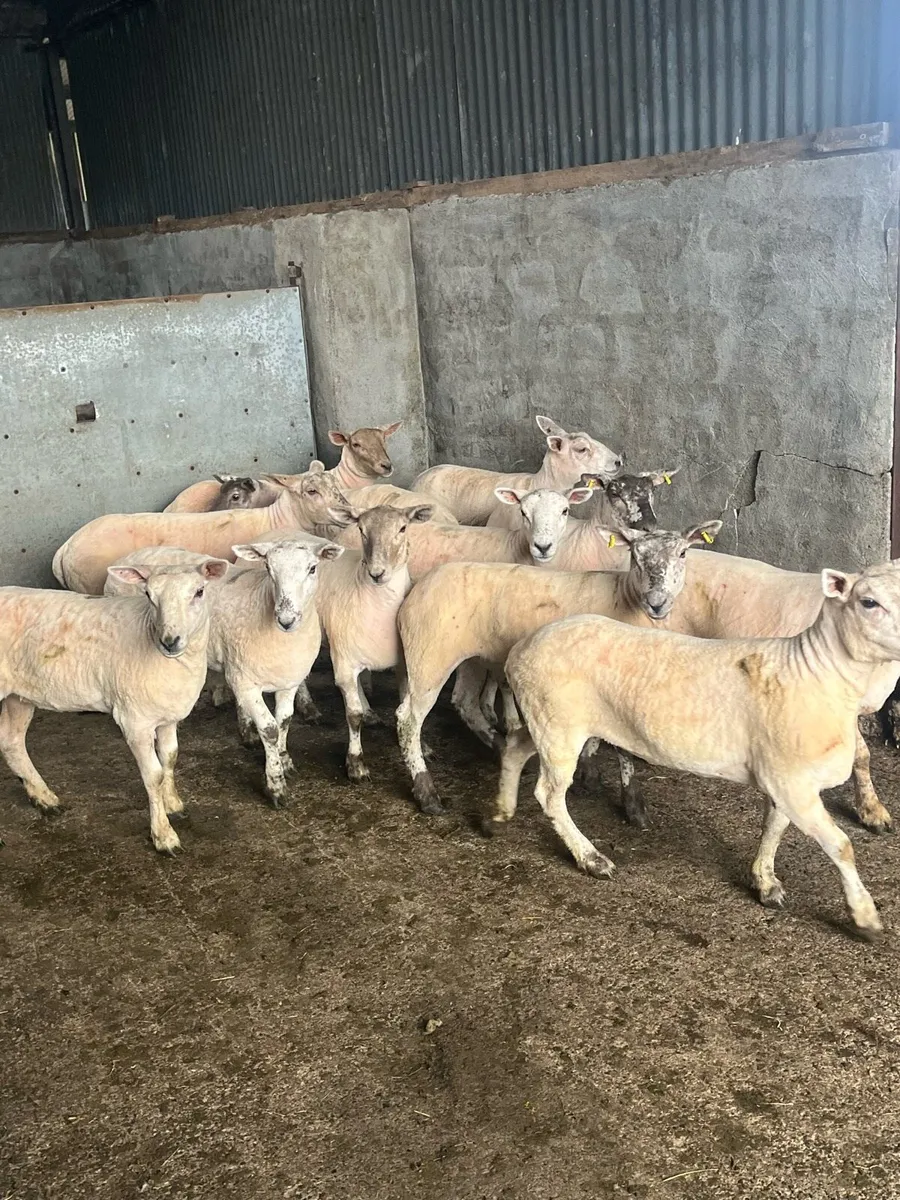 💥show quality Hoggets Roscommon mart today 💥 - Image 2