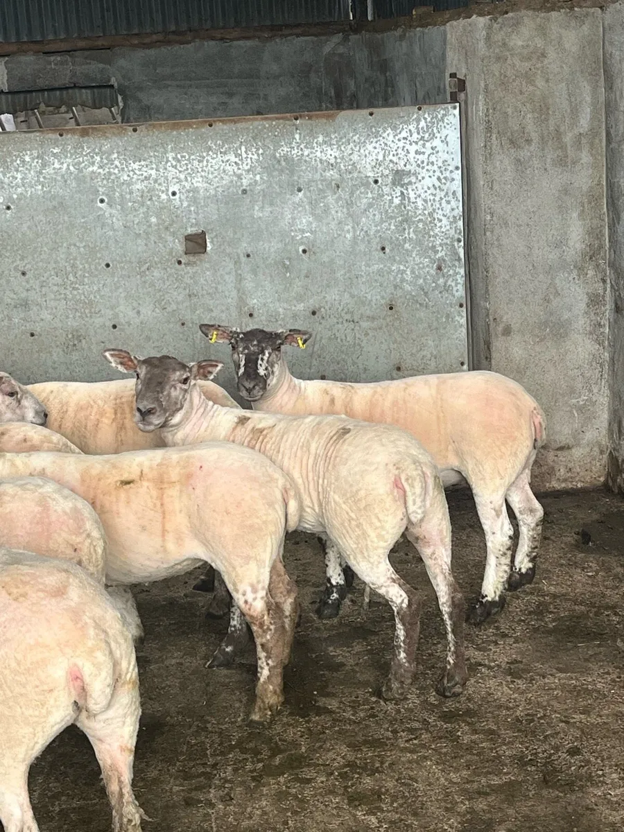 💥show quality Hoggets Roscommon mart today 💥 - Image 3