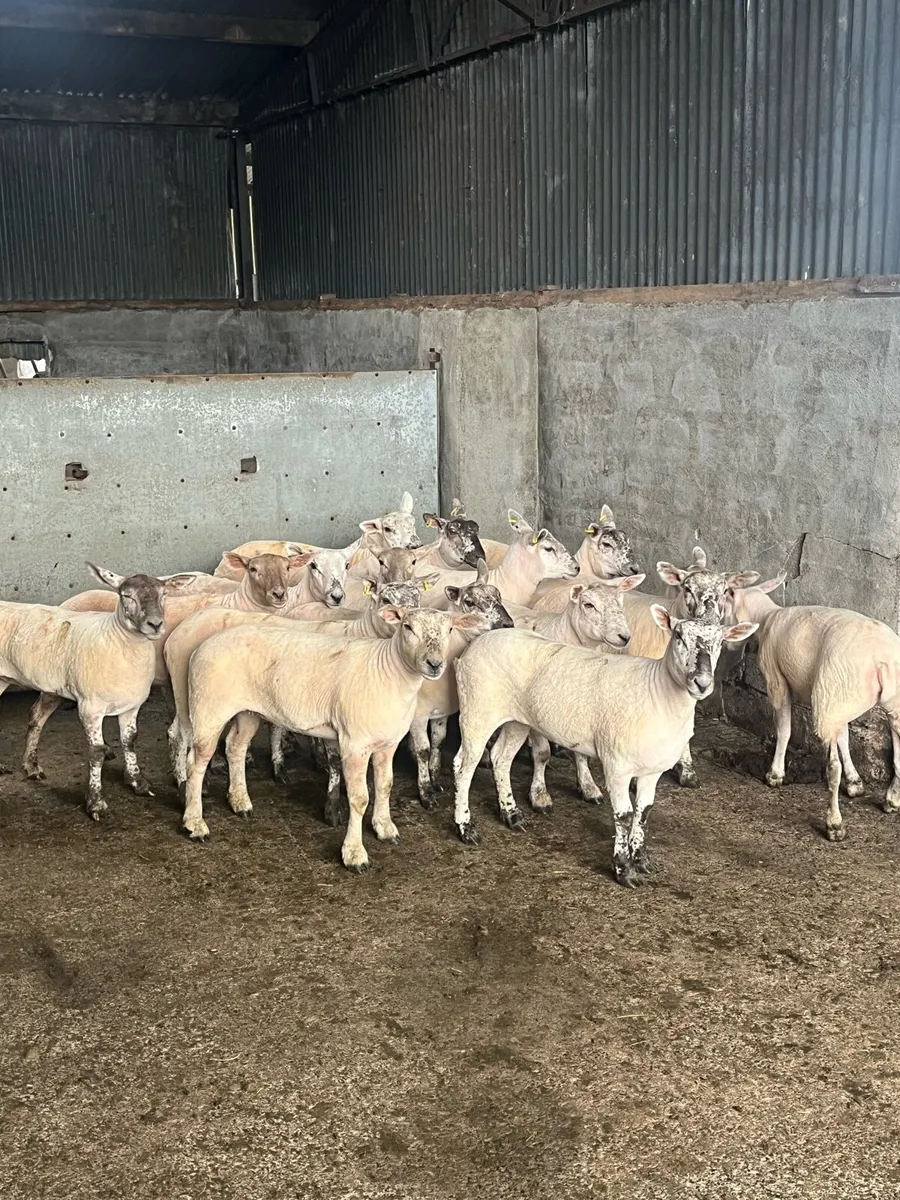 💥show quality Hoggets Roscommon mart today 💥 - Image 4