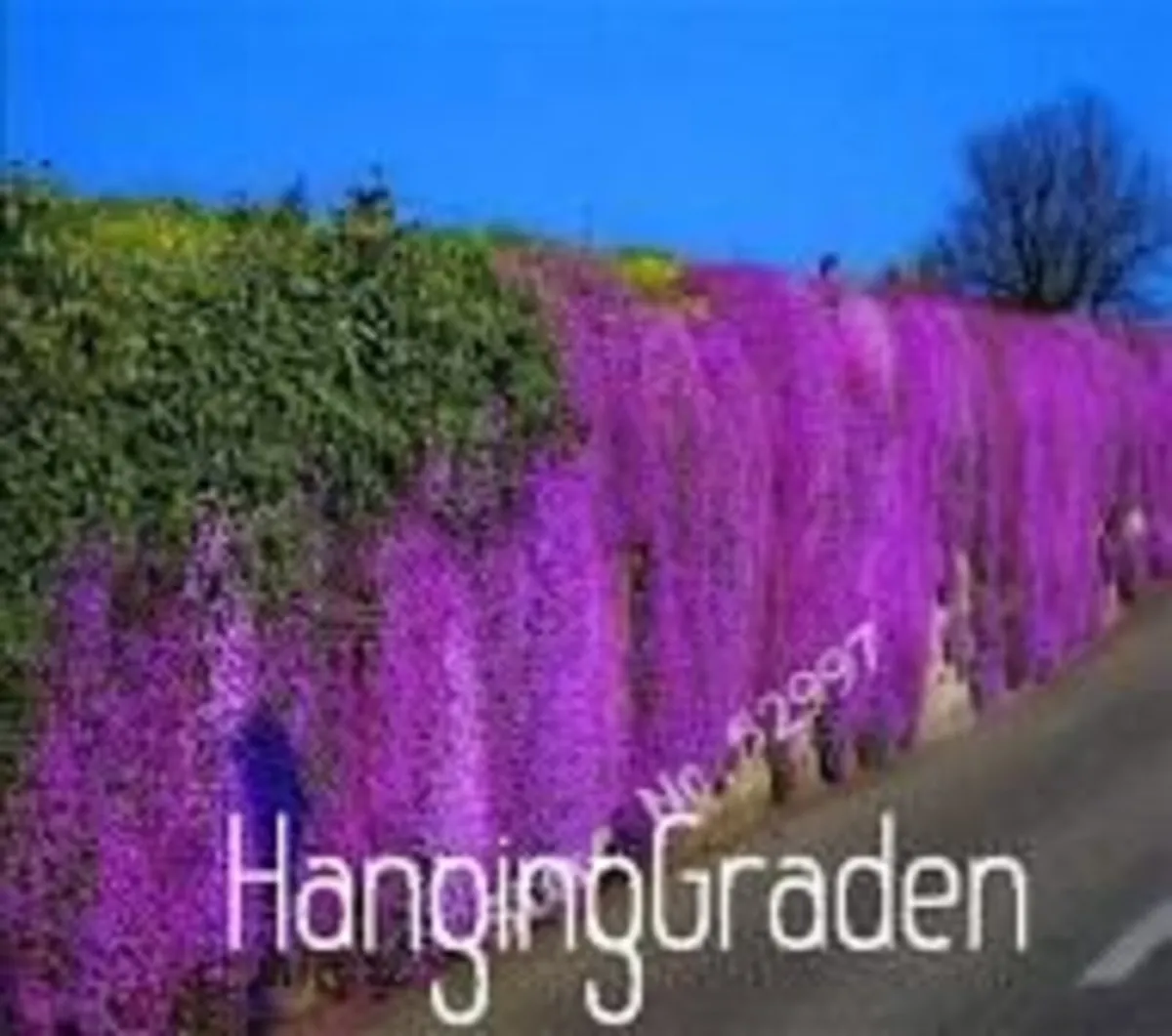 PERENNIALS IN MANY COLOURS AND VARIETIES - Image 1