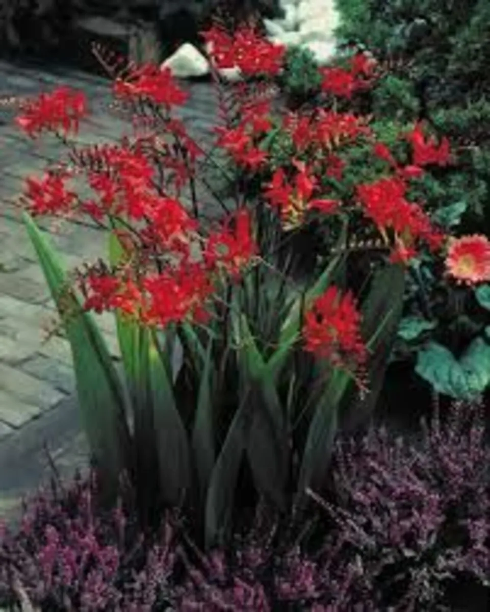 PERENNIALS IN MANY COLOURS AND VARIETIES - Image 3