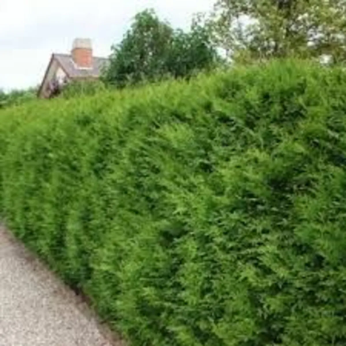HEDGING ALL SHAPES AND SIZES FROM 1.50 - Image 3