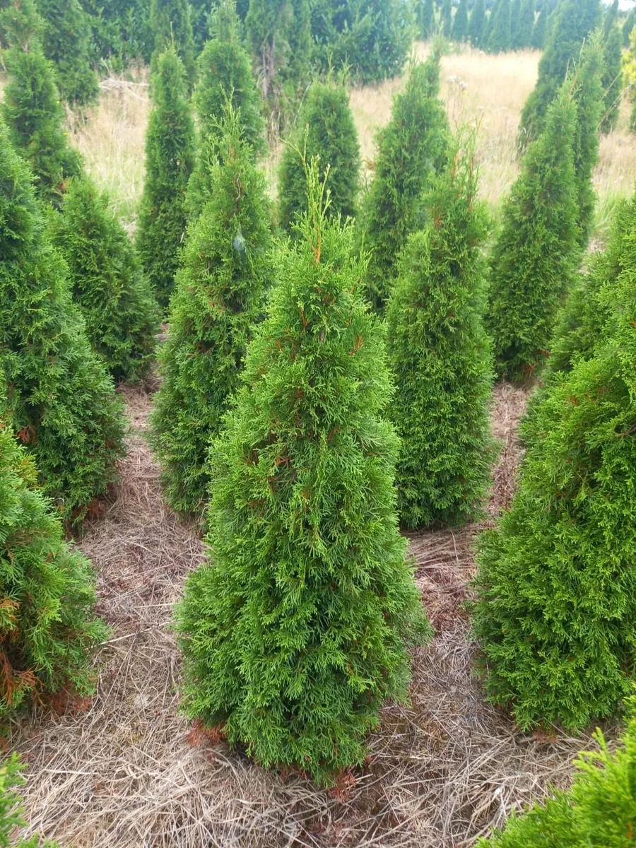 HEDGING ALL SHAPES AND SIZES FROM 1.50 - Image 4