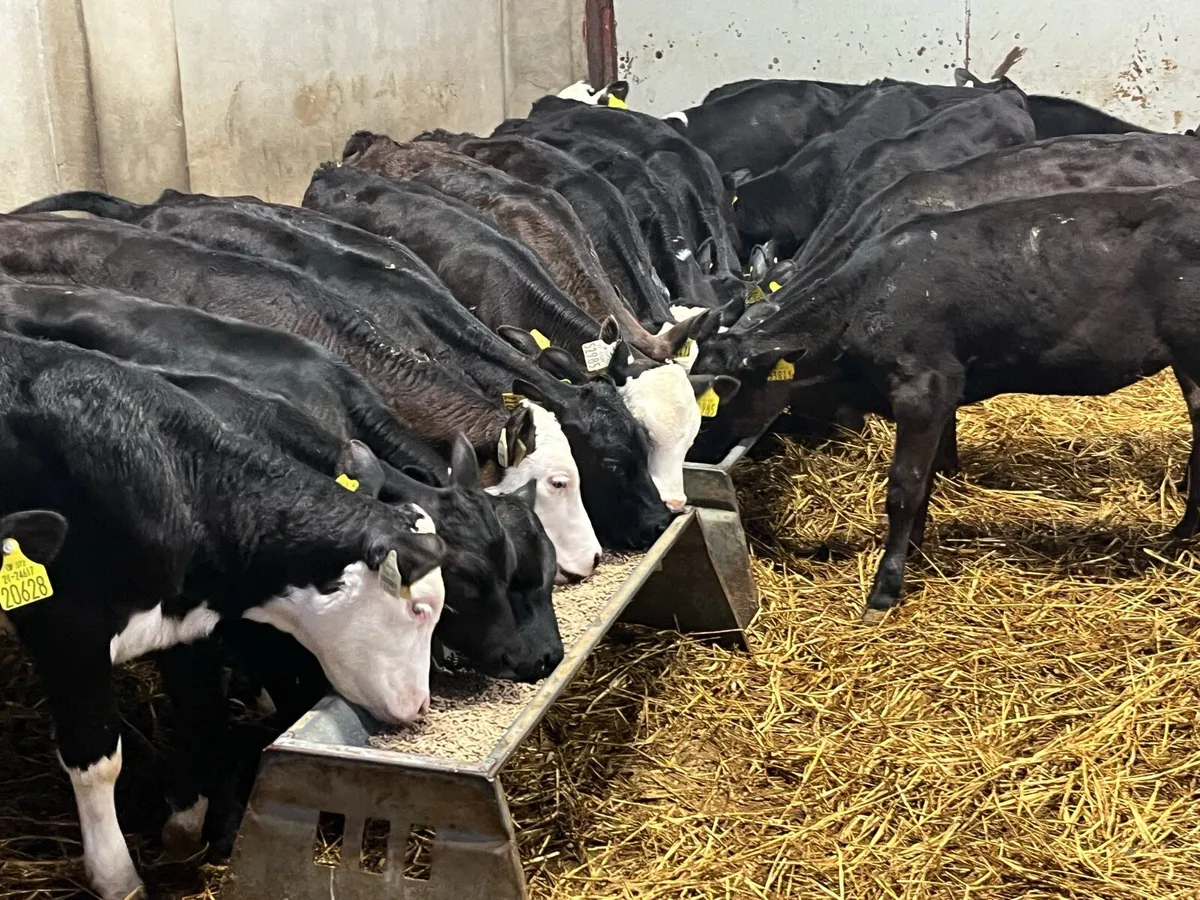 20 Super Weaned Grass Heifer Calves - Image 1