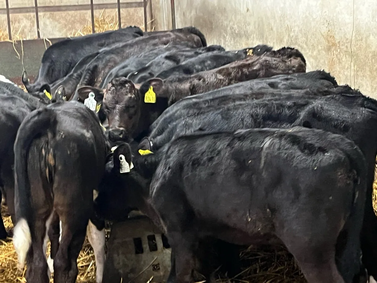 20 Super Weaned Grass Heifer Calves - Image 2