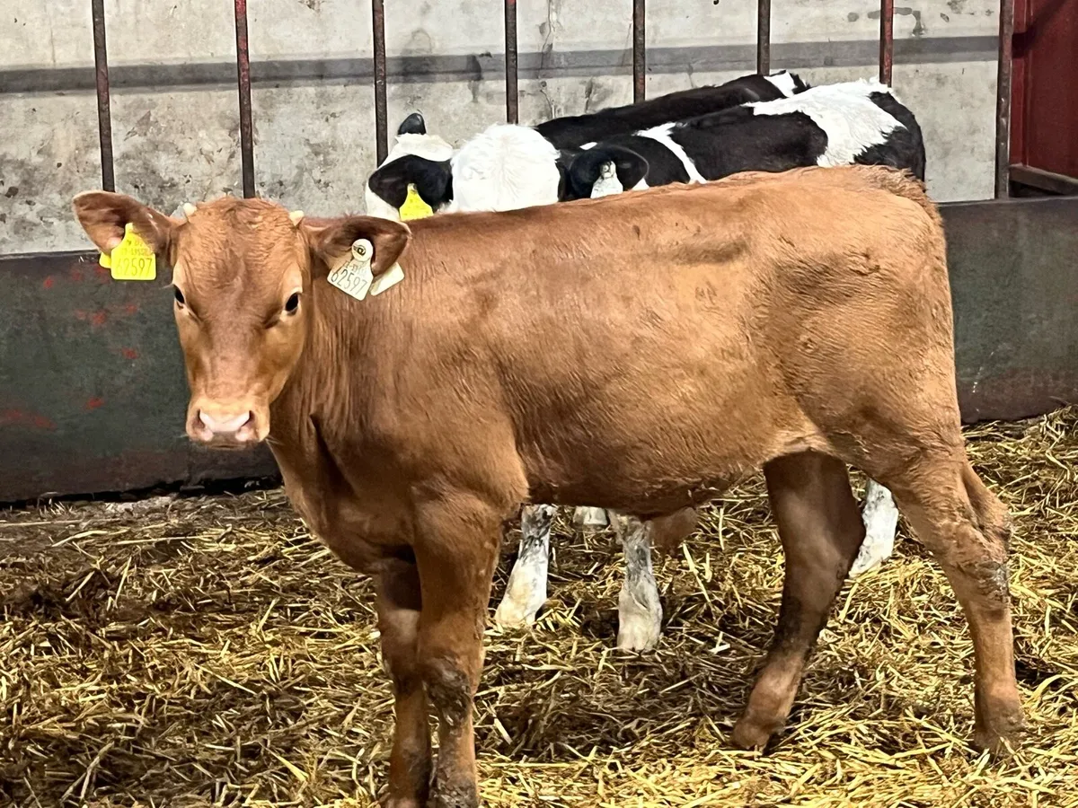 ⭐️ 8 Super Grass Bull Runners ⭐️ - Image 2