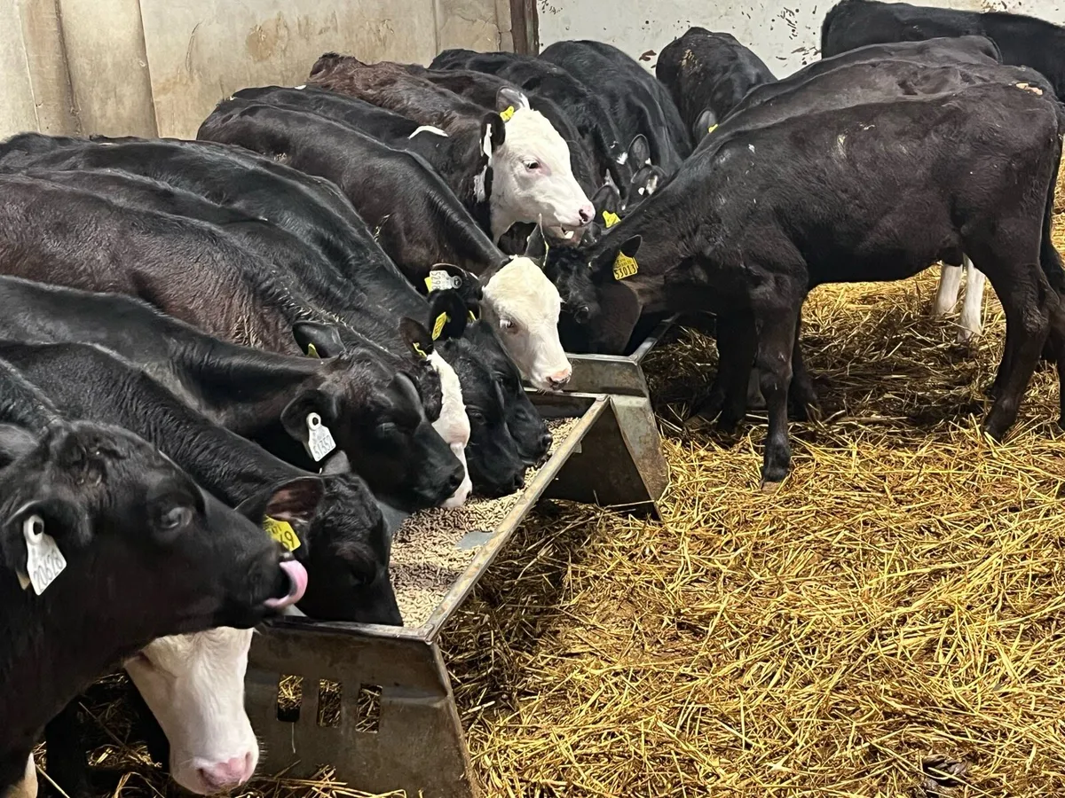 20 Super Weaned Grass Heifer Calves - Image 3