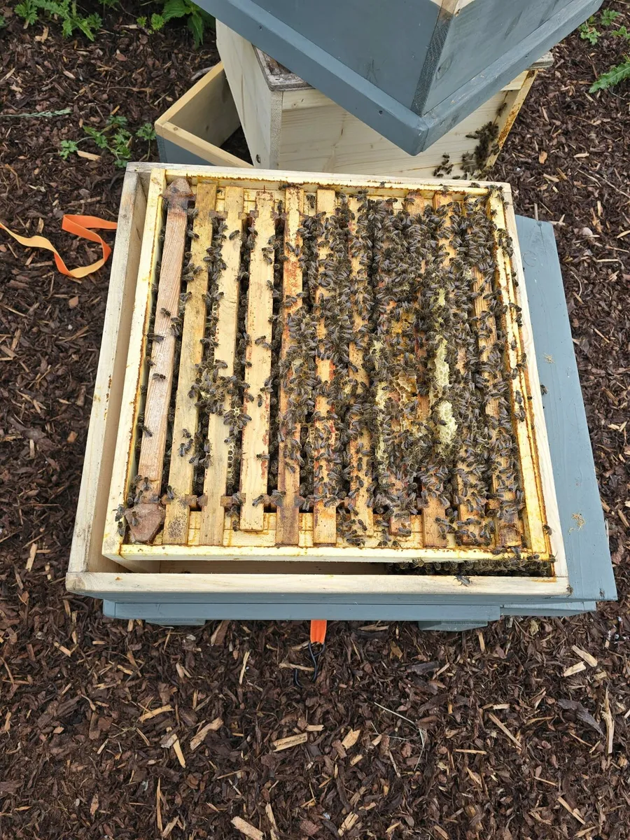 Irish Honey Bee Nucs 2025 Queen - Image 2