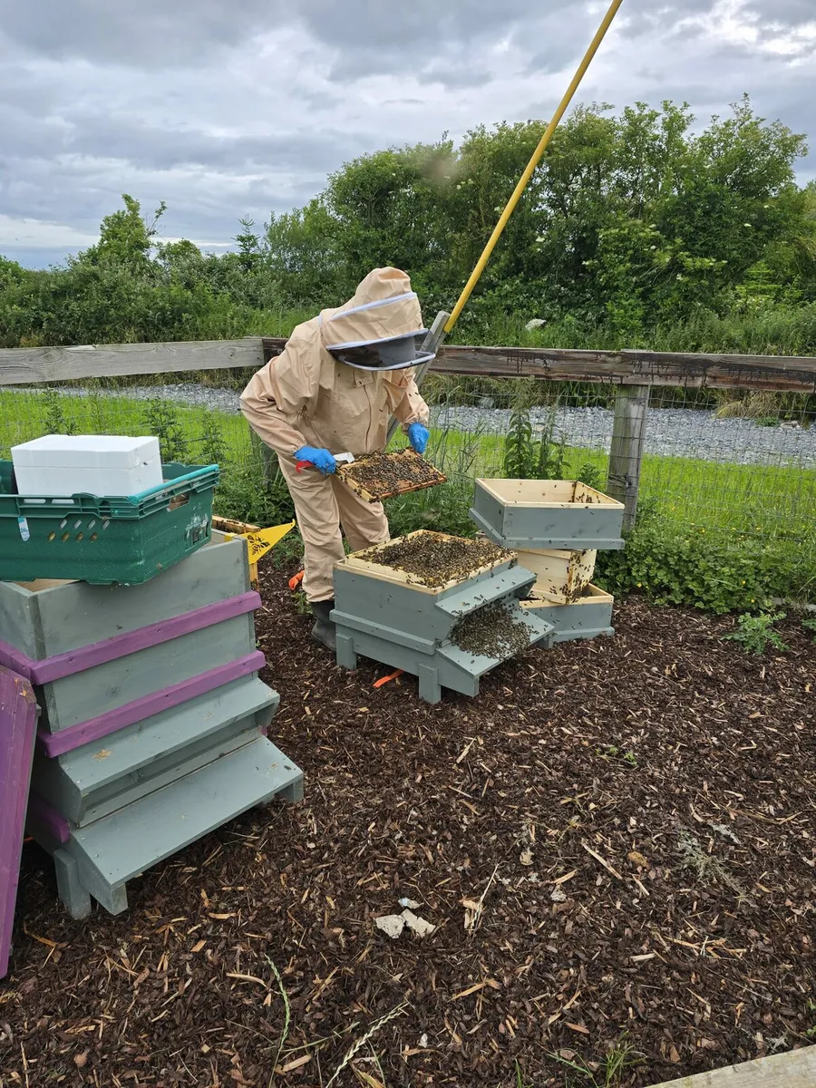 Irish Honey Bee Nucs 2025 Queen - Image 3