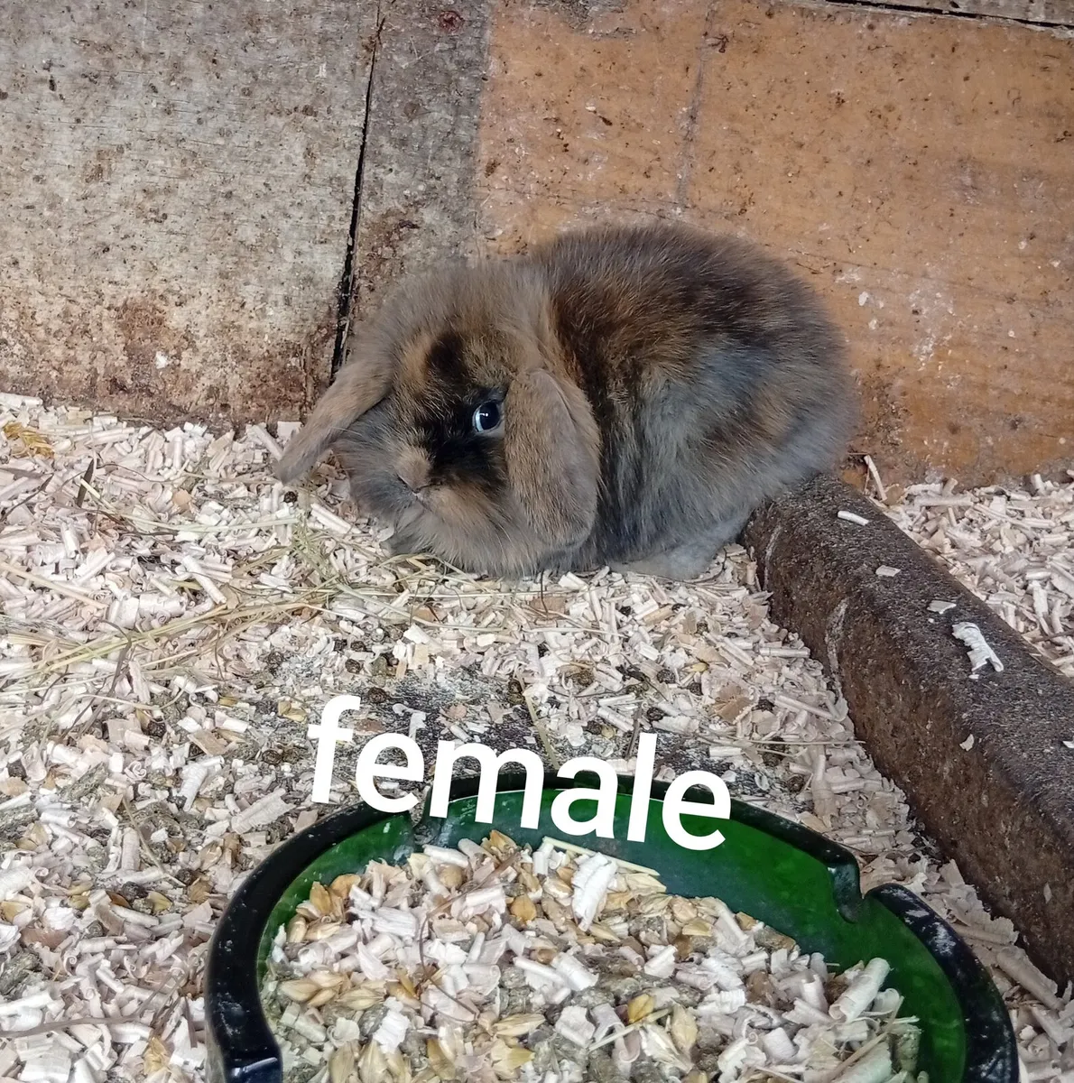Baby bunnies - Image 1
