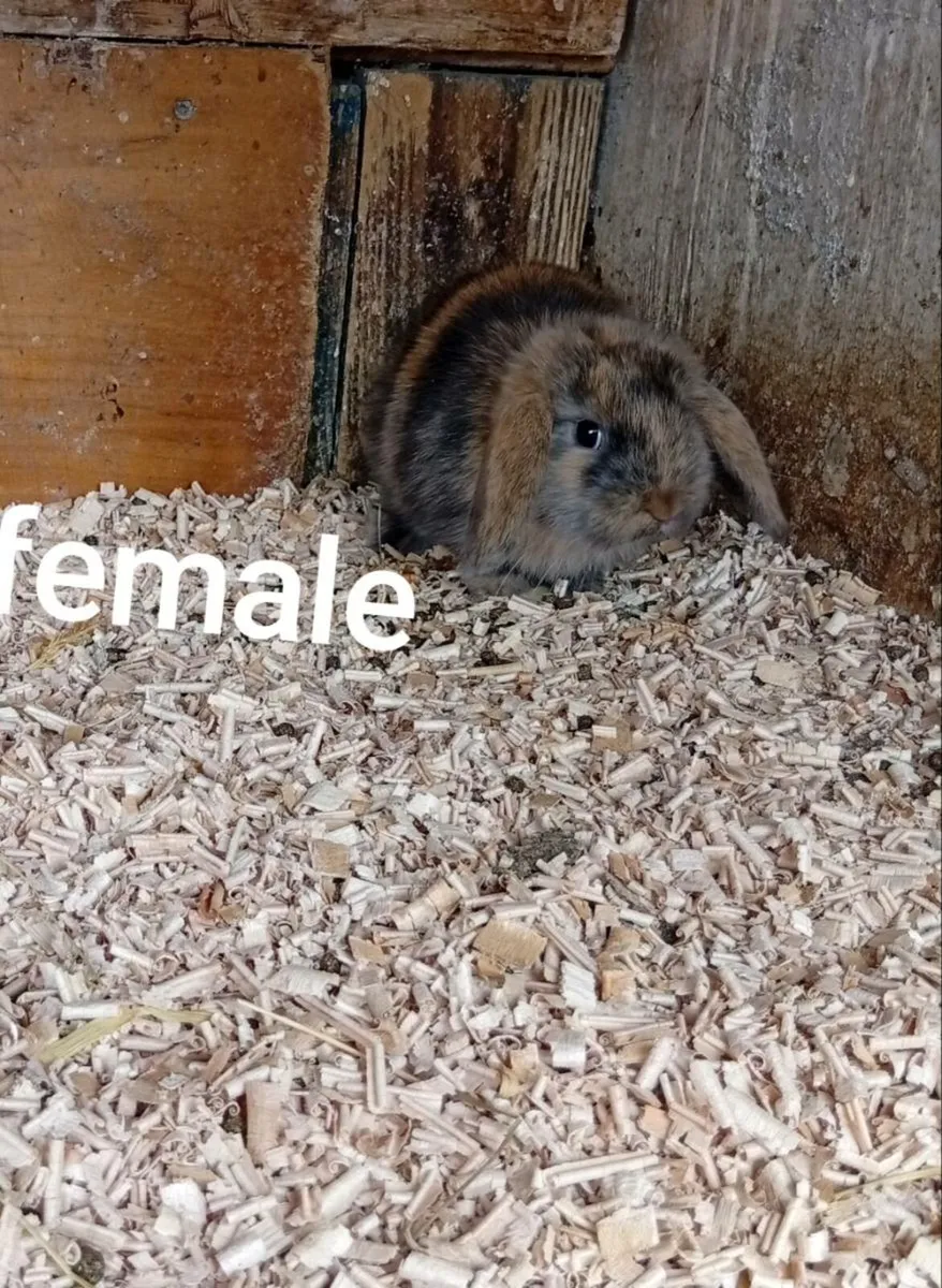 Baby bunnies - Image 3