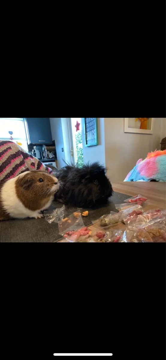 Guinea Pig - Free