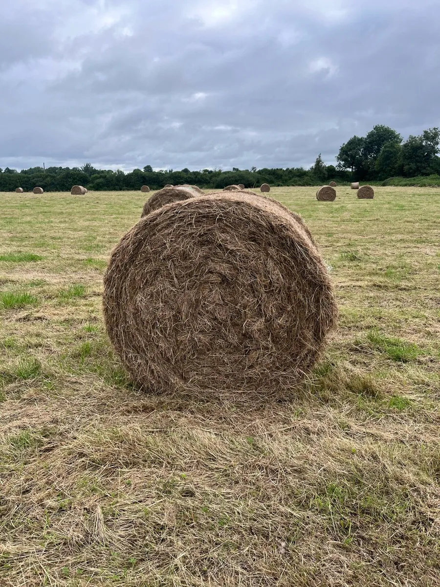 Hay - Image 1