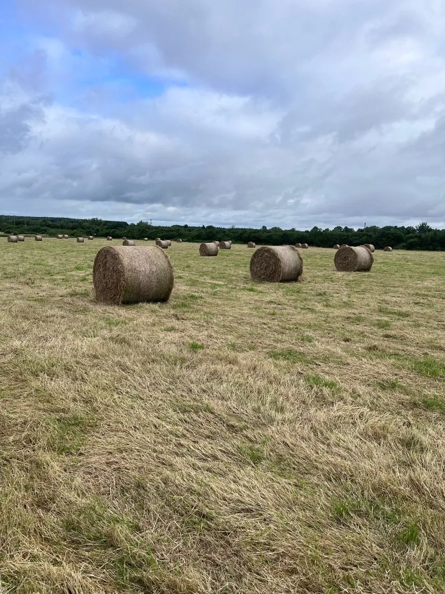 Hay - Image 2
