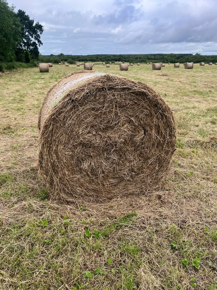 Hay - Image 3
