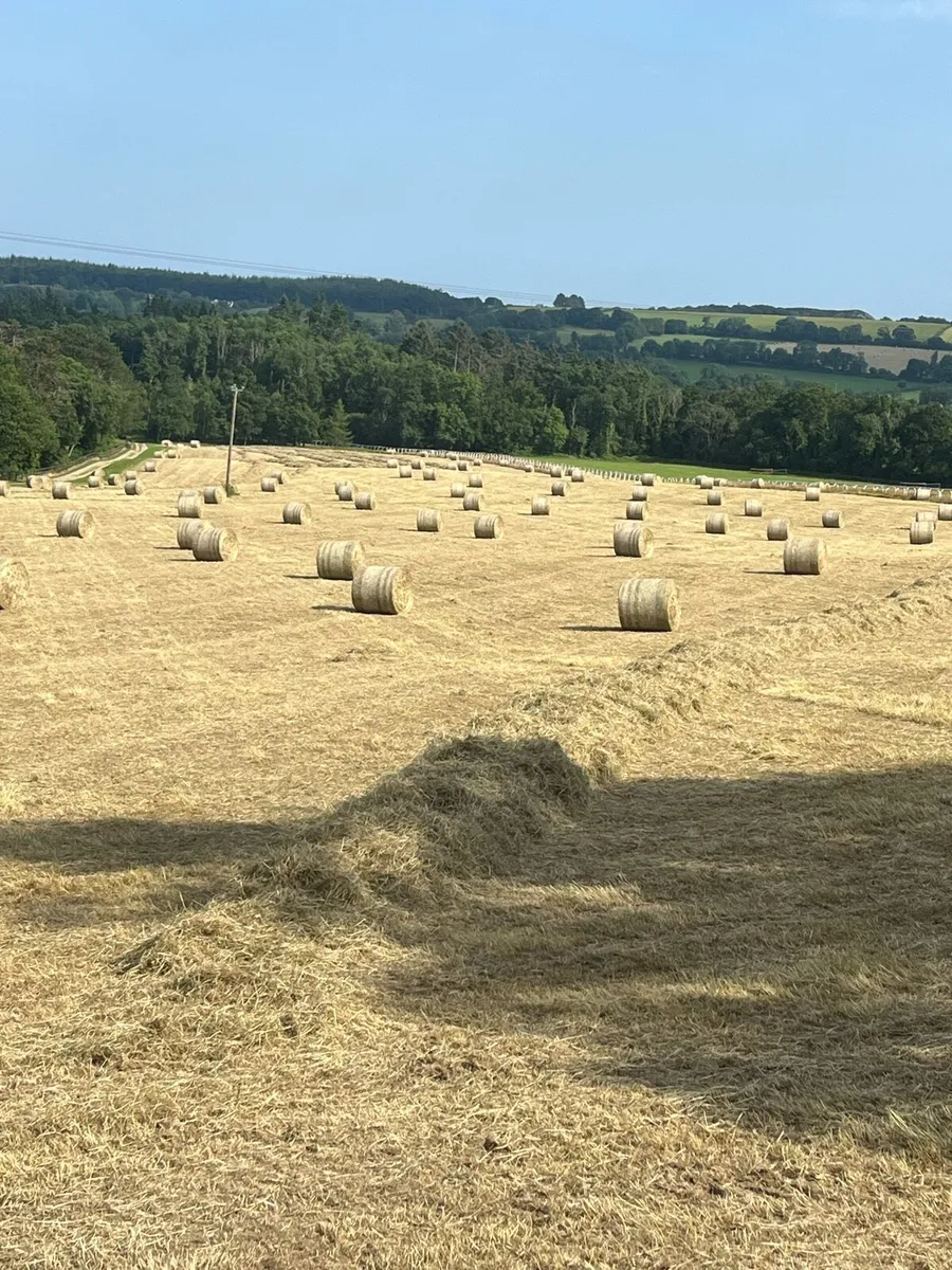 Hay for sale - Image 1