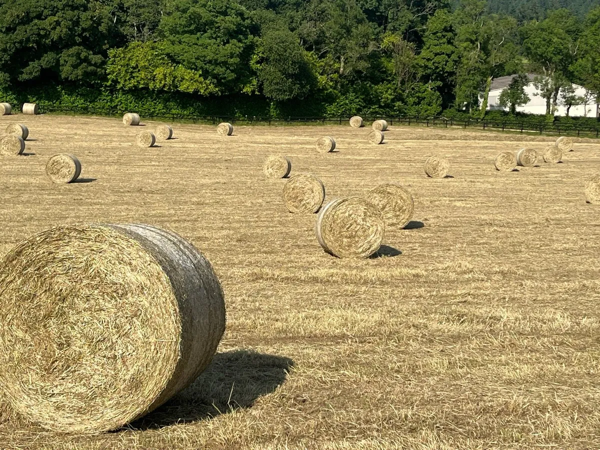Hay for sale - Image 2
