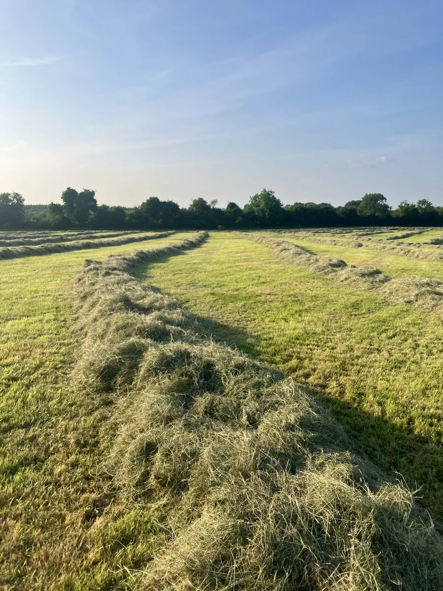 Hay - Image 1