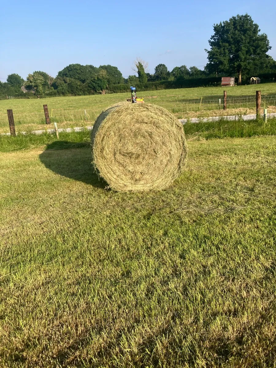 Hay - Image 2