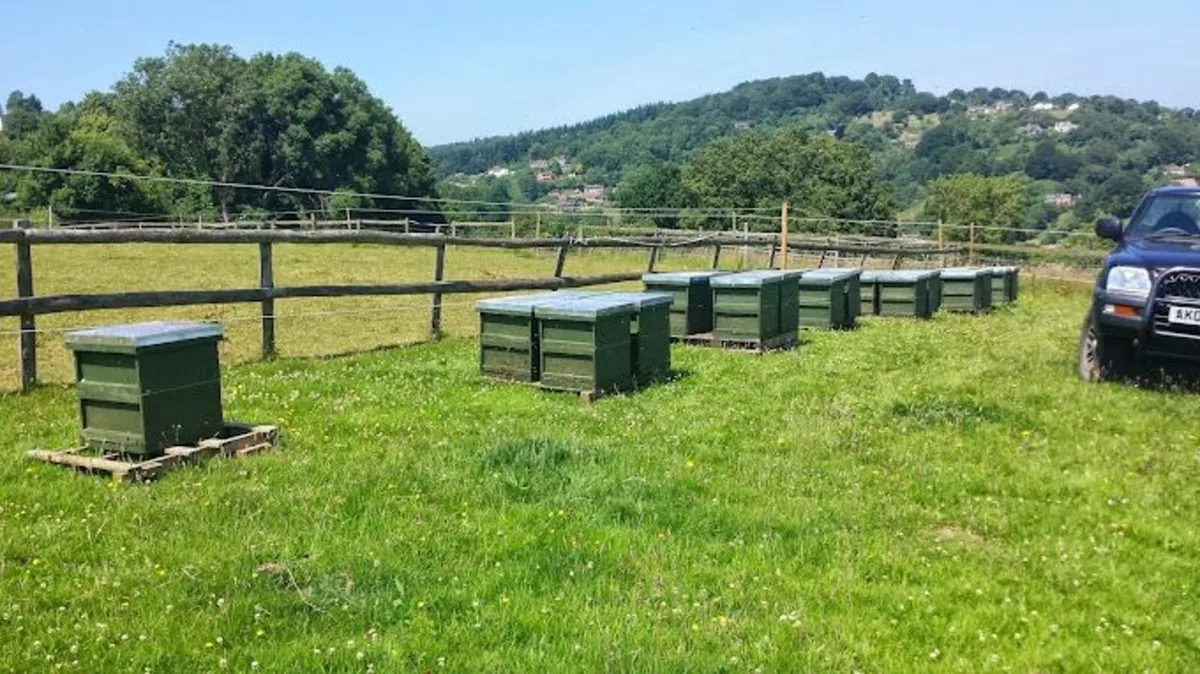 Land wanted for bee hives