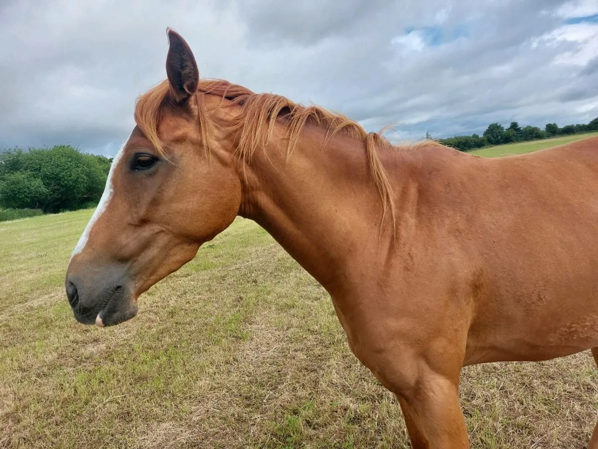 Sport Horse - Image 1