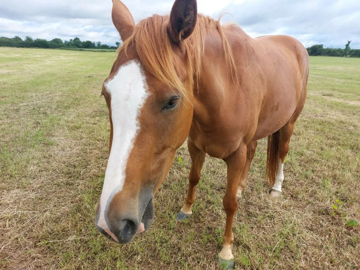 Sport Horse - Image 2