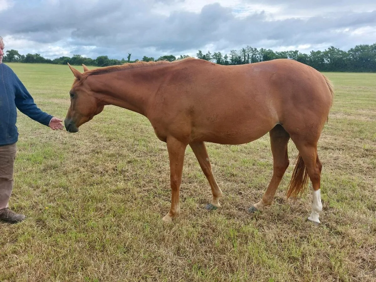 Sport Horse - Image 4
