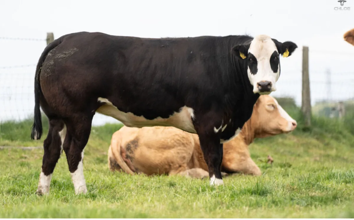 Super Show Quality Springers - Image 2
