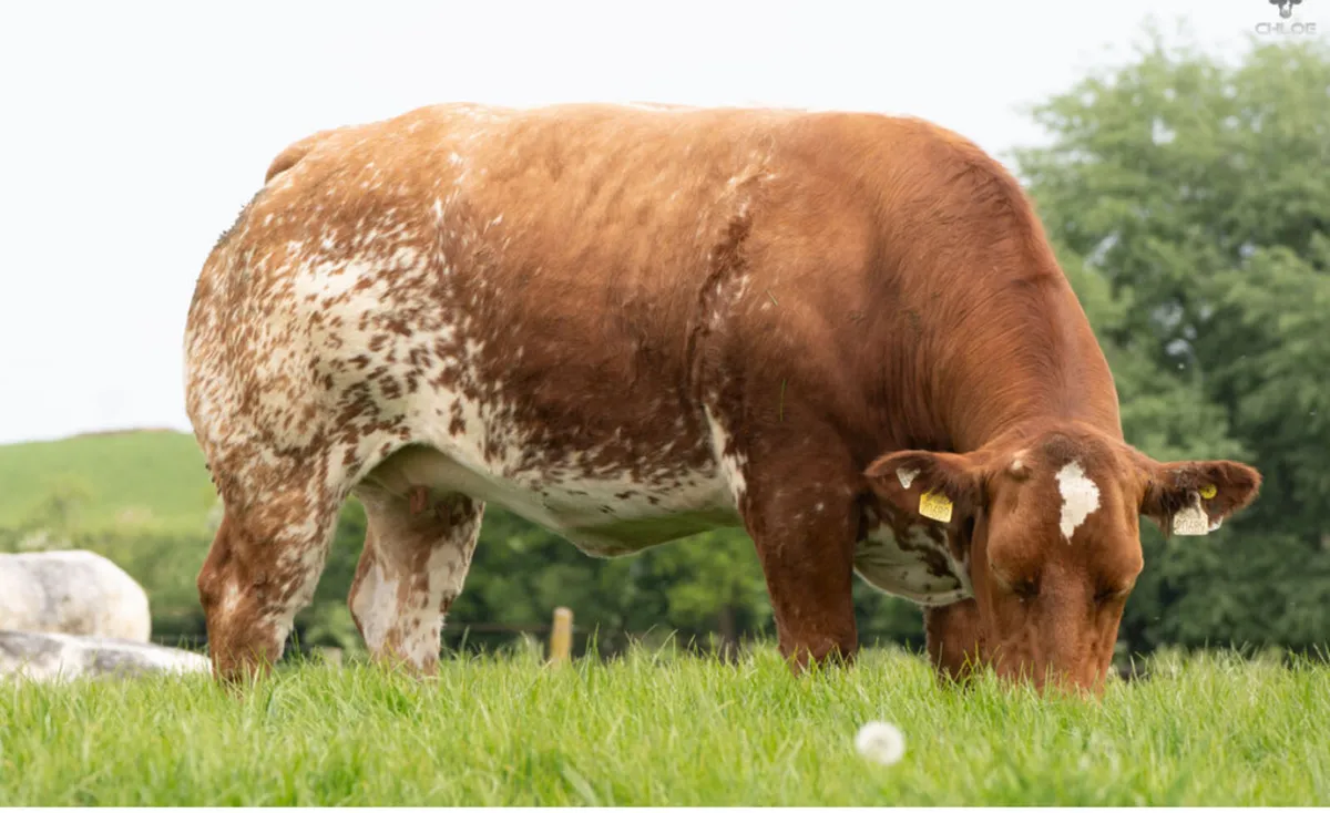 Super Show Quality Springers - Image 4