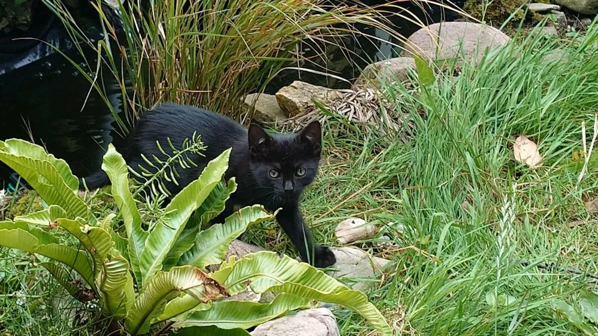 kittens - Image 2