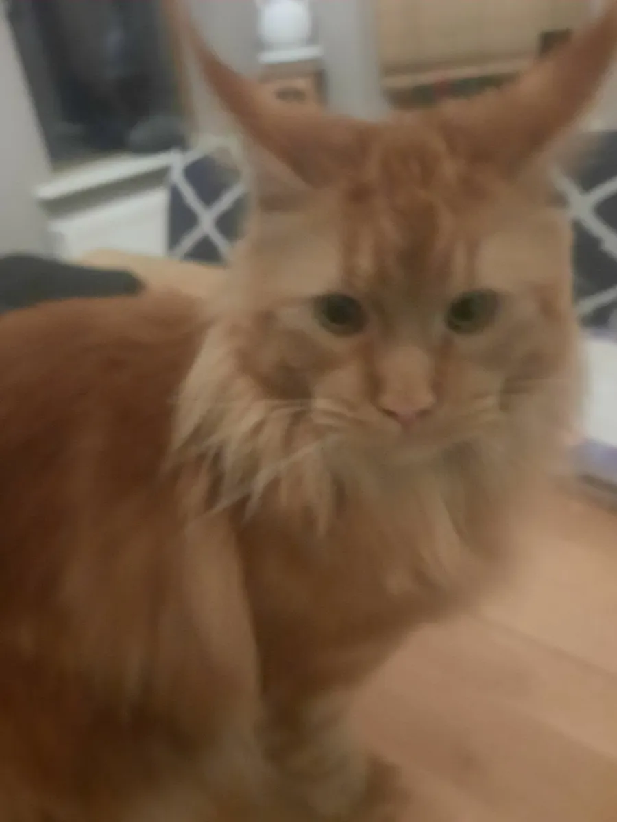 Maine coon (no papers) cat - Image 2