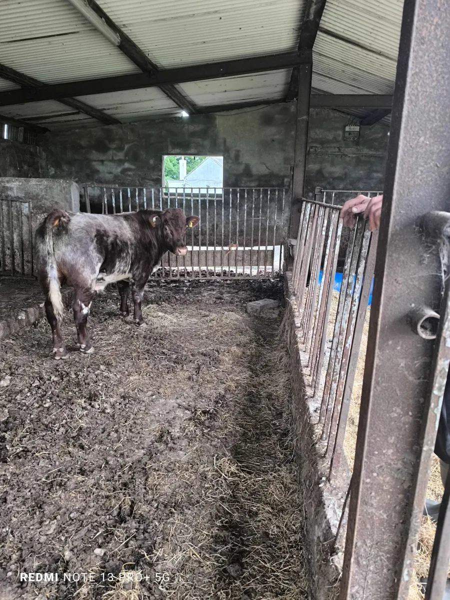 Shorthorn bull - Image 1