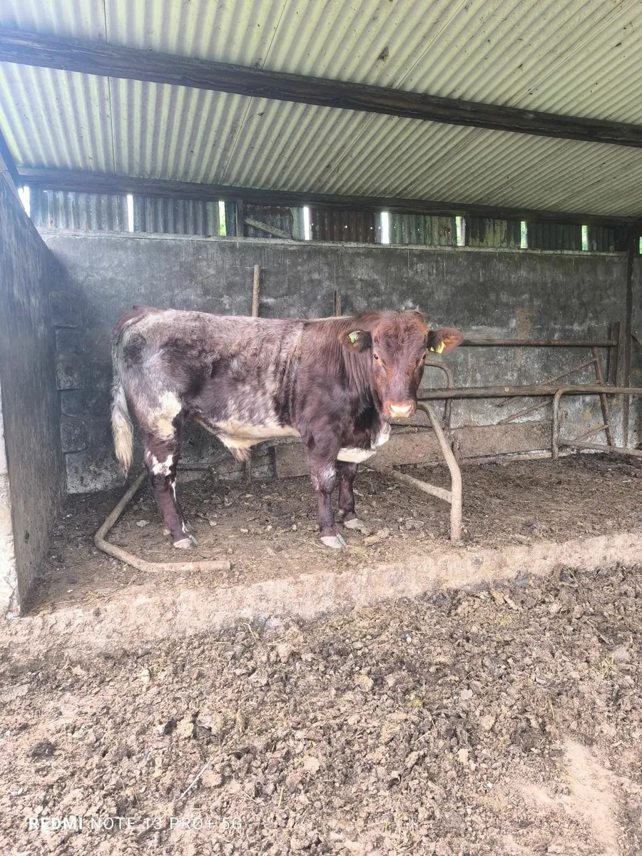 Shorthorn bull - Image 2
