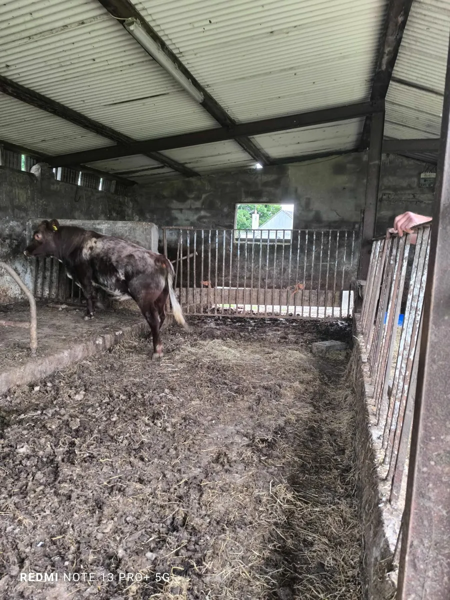 Shorthorn bull - Image 3