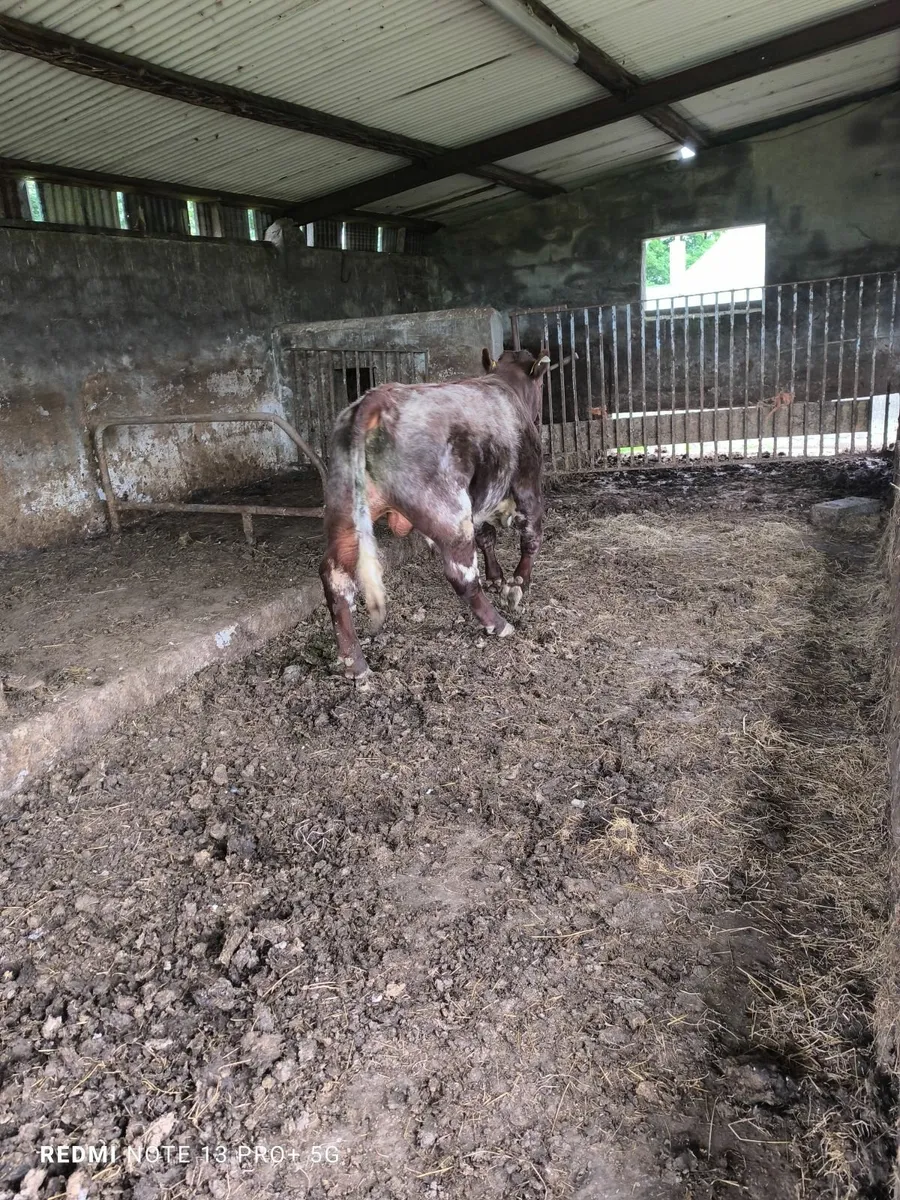 Shorthorn bull - Image 4