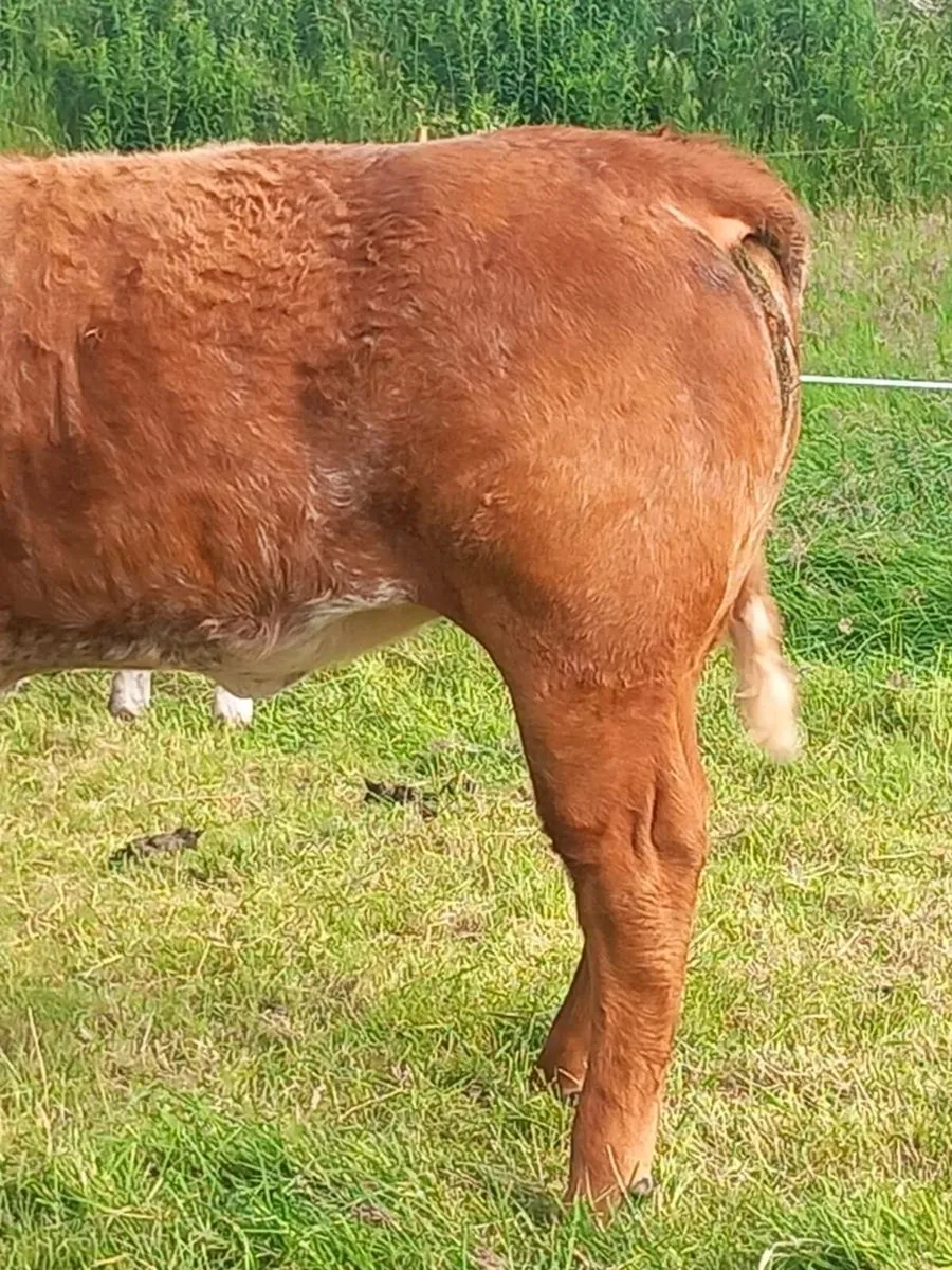 Super heifer - Image 2