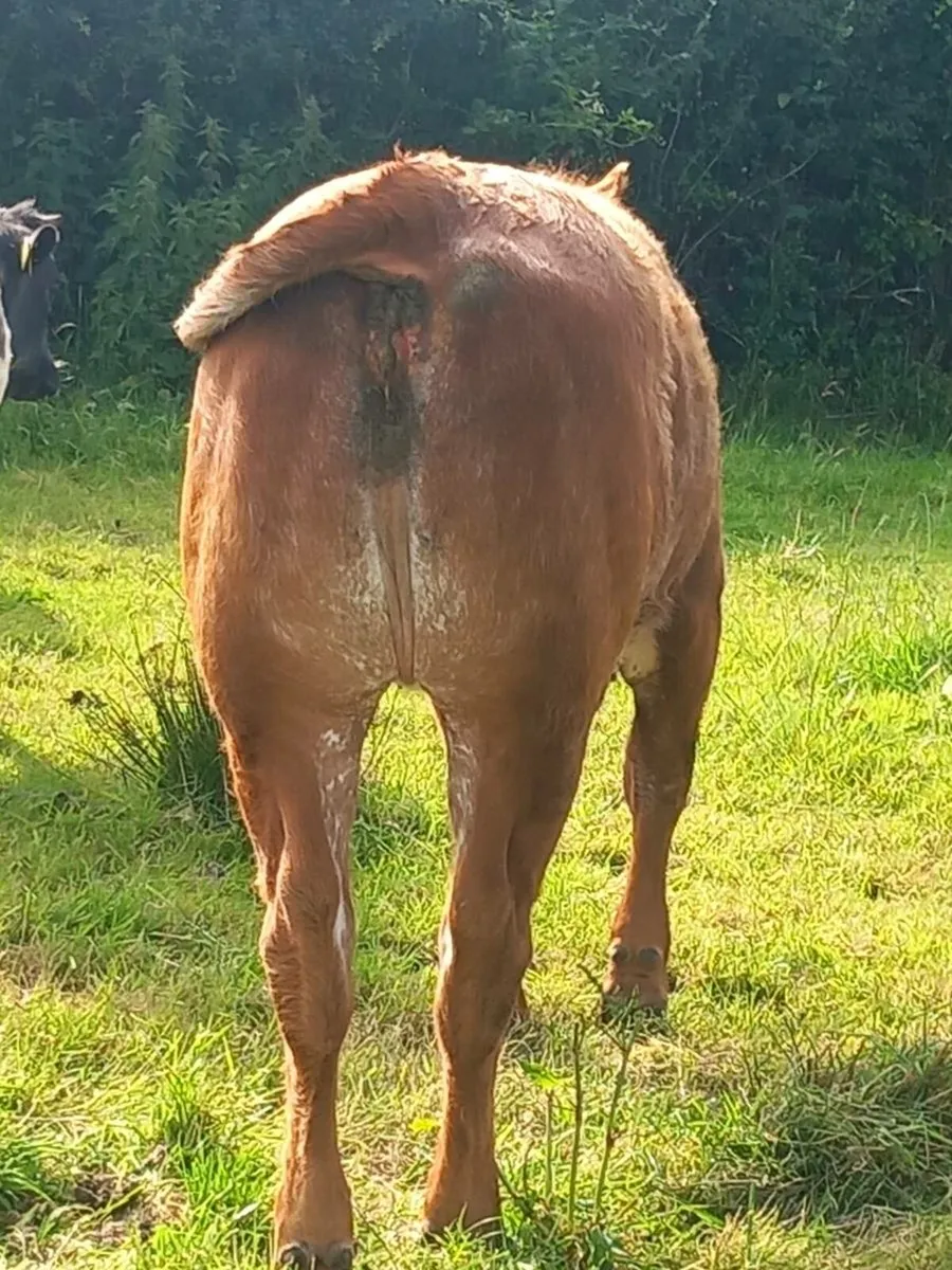 Super heifer - Image 3