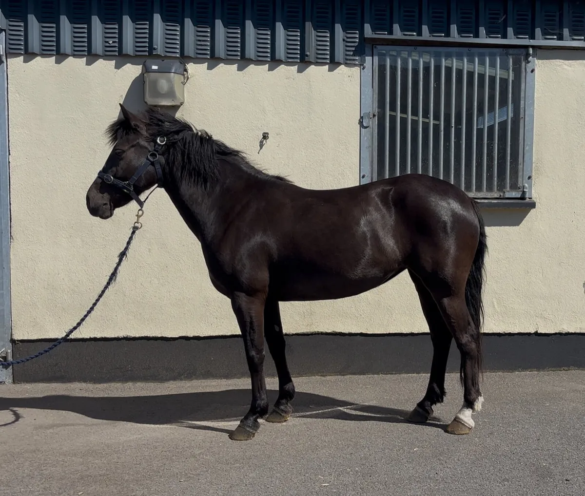 136cm 5 year old Connemara mare - Image 1
